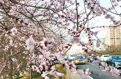 「花を観賞・建築を読む」 12のテーマ観光ルート発表 北京