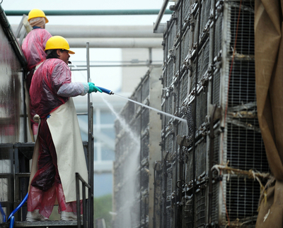 チリでシチメンチョウから新型インフルウイルス、ヒトから感染 世界初