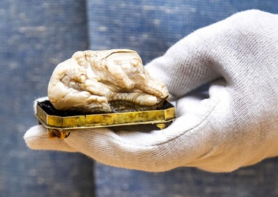 世界最大の淡水真珠「眠れる獅子」、競売へ オランダ