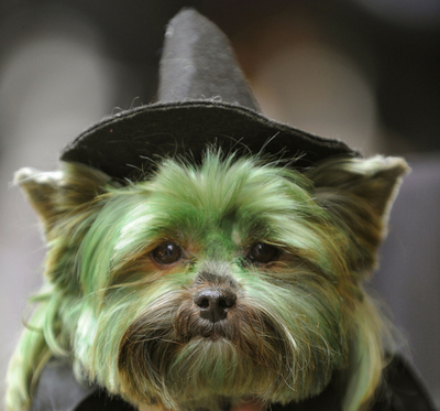 タイムズスクエアでイヌの仮装コンテスト