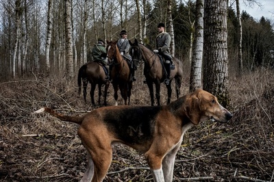 妊婦が森で犬にかまれて死亡 猟犬含む67匹のdna検査実施 写真1枚 国際ニュース Afpbb News