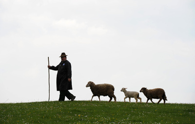 【特集】ヒツジのいる風景