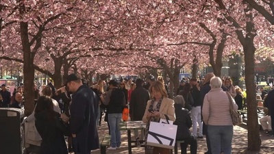 ベルリンの壁跡地が桜色に ドイツ 写真6枚 国際ニュース Afpbb News ベルリンの壁跡地が桜色に ドイツ 写真6枚 国際ニュース Afpbb News