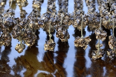 韓国沖の原油流出事故、海洋生物などに深刻な影響