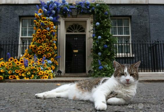 6首相に仕え15年 英首相府の猫「ラリー」