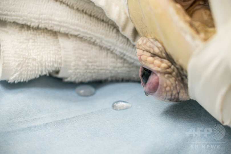 乳頭腫のウミガメ増加、対応に追われる米フロリダの「カメ病院」