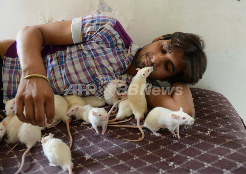 白ネズミといつでも一緒 インドの ネズミ男 写真6枚 国際ニュース Afpbb News