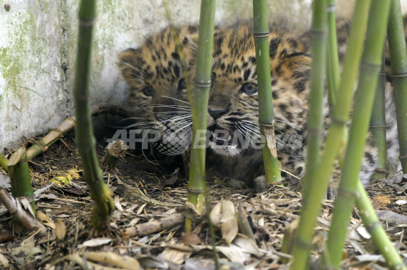 アムールヒョウの3つ子の赤ちゃん、フランス