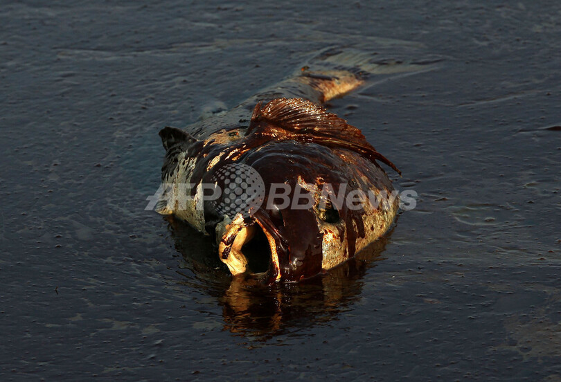油まみれの鳥たち、メキシコ湾原油流出事故
