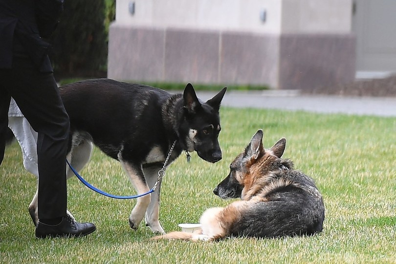 職員かんだバイデン氏の愛犬メジャー しつけ学校へ戻る 写真11枚 国際ニュース Afpbb News