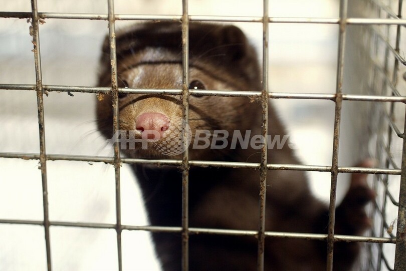 ギリシャ毛皮工場からミンク数千匹逃がす 野生生物保護団体が非難 写真1枚 国際ニュース Afpbb News