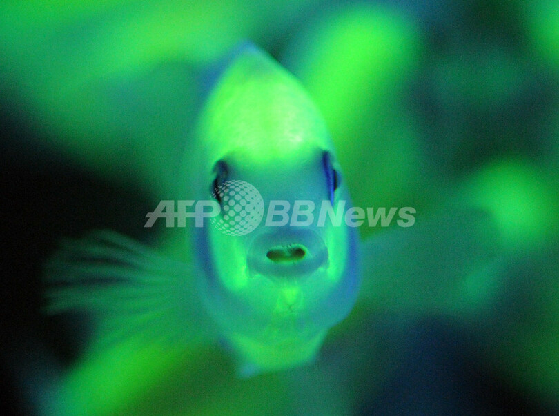 蛍光エンゼルフィッシュ、遺伝子操作で免疫力増強 台湾