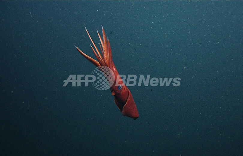 深海のキタノヤツデイカは「男女」見境なくセックスする、米研究