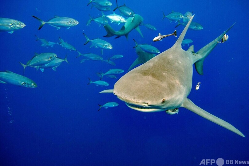 間近でサメを観察！ 米フロリダでダイビングツアー