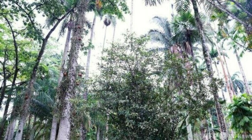 茶の木が2世紀にわたる中国とブラジルの友好の懸け橋に