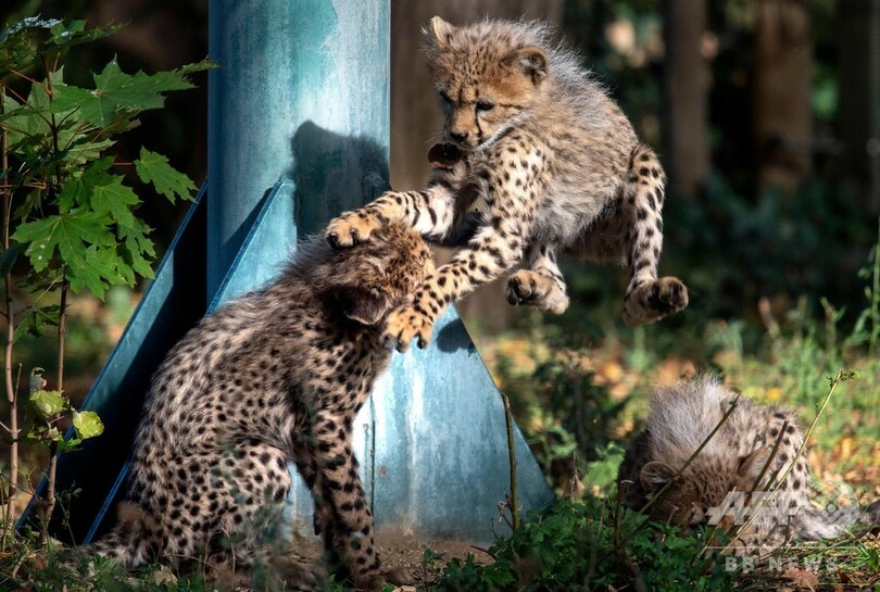 生後7週間のチーターのきょうだい すくすくと成長中 ウィーン 写真14枚 国際ニュース Afpbb News