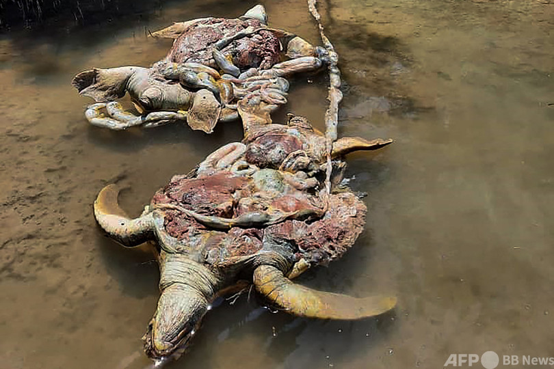 絶滅危惧種アオウミガメ、11匹殺される マレーシア
