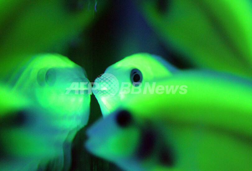 蛍光エンゼルフィッシュ、遺伝子操作で免疫力増強 台湾