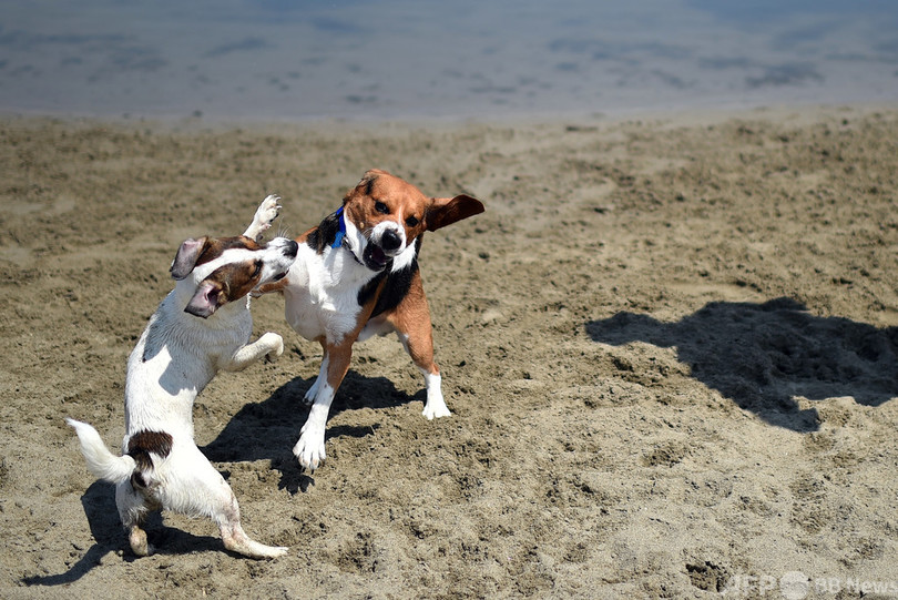 飼い主の存在 犬同士での遊びを後押し 米研究 写真3枚 国際ニュース Afpbb News