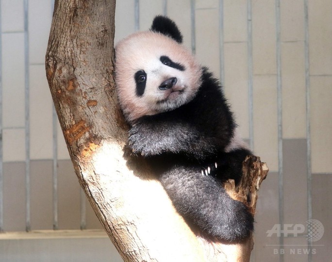 パンダ シャンシャン お披露目 あすから一般公開 上野動物園 写真14枚 国際ニュース Afpbb News