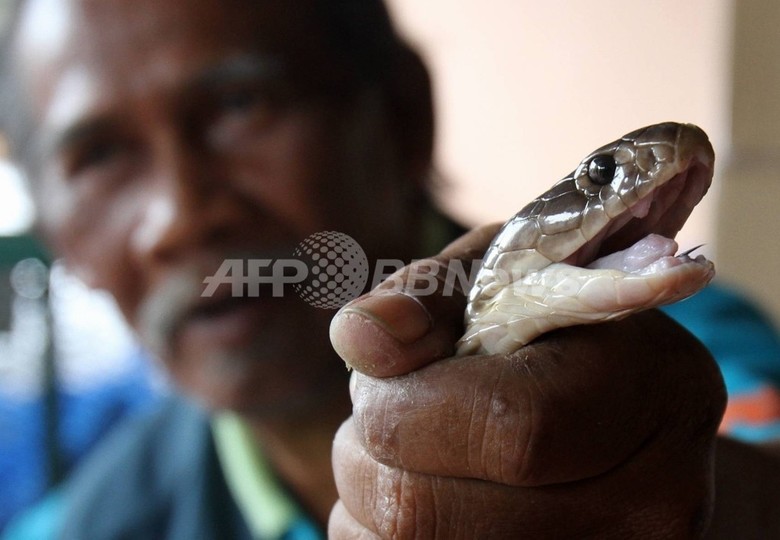 毒ヘビにかまれた男性、仕返しにヘビをかみ殺す ネパール 毒ヘビにかまれた男性、仕返しにヘビをかみ殺す ネパール