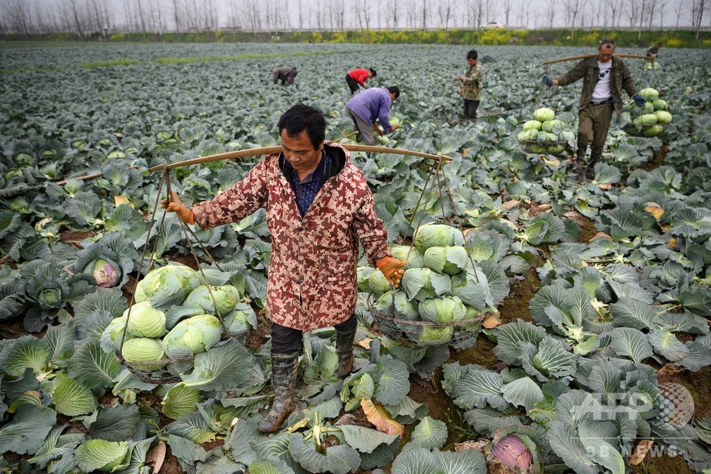 食品ロス削減に動く中国、実は「食料危機」に直面? 食品ロス削減に動く中国、実は「食料危機」に直面?