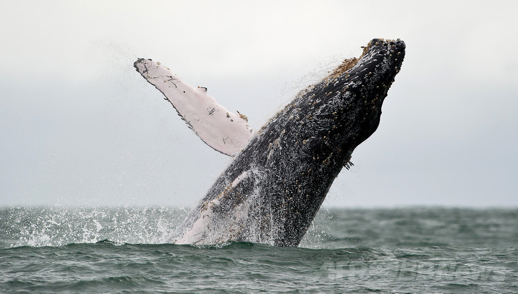 豪のクジラ座礁急増、栄養失調が原因か 豪のクジラ座礁急増、栄養失調が原因か