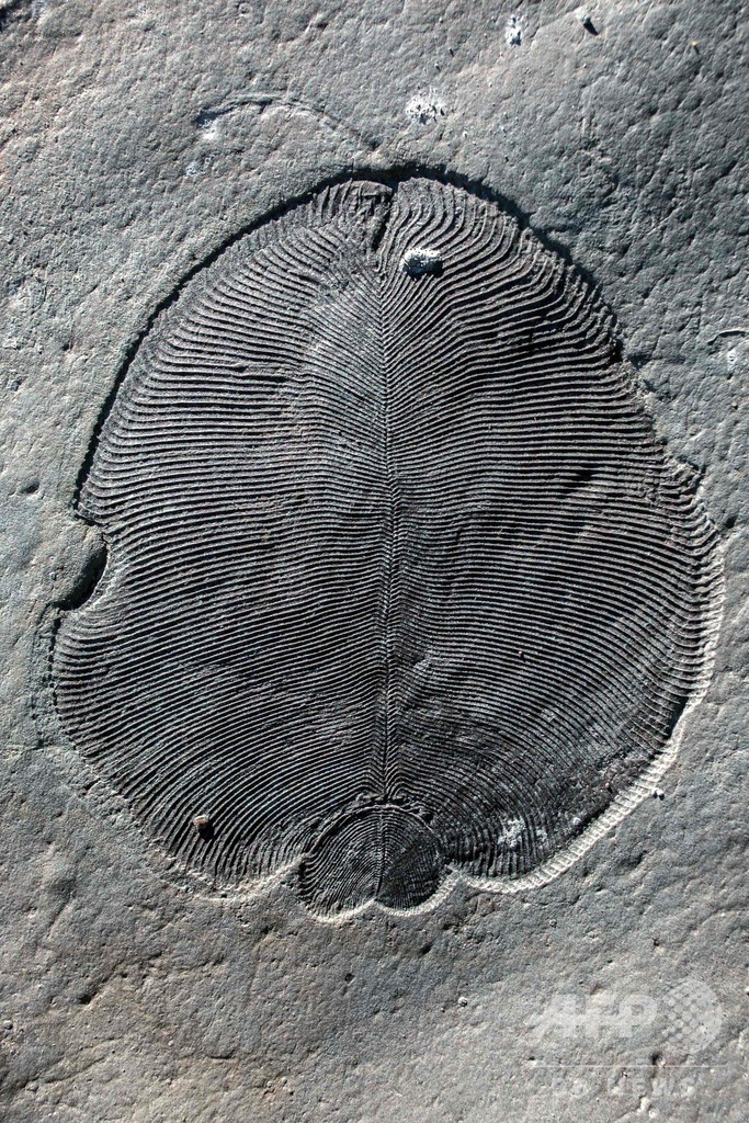 脂質で「最古の動物」と判明、5億5800万年前の奇妙な化石 脂質で「最古の動物」と判明、5億5800万年前の奇妙な化石