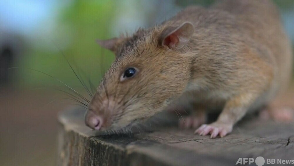 地雷探知の人 地雷を探知するネズミが登場、結核もかぎ分ける - SWI swissinfo.ch