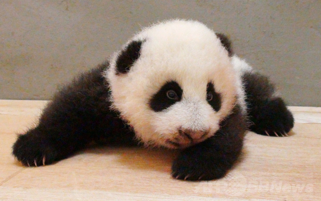 【特集】台湾の赤ちゃんパンダ成長記