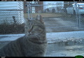 米首都ワシントンに設置されたカメラが捉えた猫。DC Cat Count/Humane Rescue Alliance提供（2018年12月5日撮影）。(c)Handout / DC Cat Count/Humane Rescue Alliance / AFP