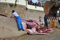フランス西部レ・サーブル・ドロンヌ（Les Sables d&apos;Olonne）の海岸で25日早朝、全長18メートルのクジラが打ち上げられているのがみつかった。

写真は、浜辺で解体されるクジラと集まった人たち（2013年1月25日撮影）。(c)AFP/FRANK PERRY