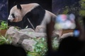 東京の上野動物園で最終観覧日を過ごすジャイアントパンダの「シンシン」の写真を撮る来園者（2024年9月28日撮影）。(c)Richard A. Brooks / AFP