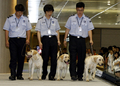 韓国・仁川国際空港（Incheon International Airport）の税関で捜査犬としてデビューしたクローン犬たち（2009年7月17日撮影）。(c)AFP/LEE HOON-KOO
