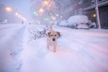 スペイン・マドリード市内で、大量の積雪の中で遊ぶ犬（2021年1月9日撮影）。(c)Benjamin CREMEL  / AFP