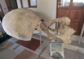 ボリビア南東部パディージャ（Padilla）近郊で発見された古代生物グリプトドンの甲羅と骨盤の一部の化石（2014年9月19日撮影）。(c)AFP/Aizar Raldes