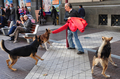 南米チリの首都サンティアゴ（Santiago）が、野良犬の増加に悩まされている。保健当局の推計では、市内をうろつく野良犬は実に25万匹以上。チリ大学（University of Chile）の調べによれば、毎年、市民の40％が野良犬にかまれている。対策として、野良犬を保護し里親を探す活動に取り組んでいる団体もある。

写真は、市内の繁華街で野良犬に襲われる男性（2009年6月18日撮影）。(c)AFP/Martin BERNETTI