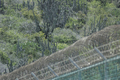 キューバのグアンタナモ（Guantanamo）米海軍基地内にあるテロ容疑者収容施設を囲む鉄条網の外に群生するサボテン（2008年7月23日撮影）。(c)AFP/Randall Mikkelsen