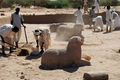 スーダンの首都ハルツーム（Khartoum）北方180キロのel-Hassa地方で今秋発掘された石像のヒツジ3体（撮影日不明、近撮）。(c)AFP/SFDAS