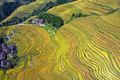 広西チワン族自治区竜勝各族自治県の竜脊棚田の風景（2020年10月12日撮影）。(c)Xinhua News