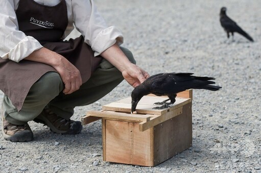 カラス清掃員」勤務態度は良好？ せっせと吸い殻拾い 仏 写真11枚 国際ニュース：AFPBB News