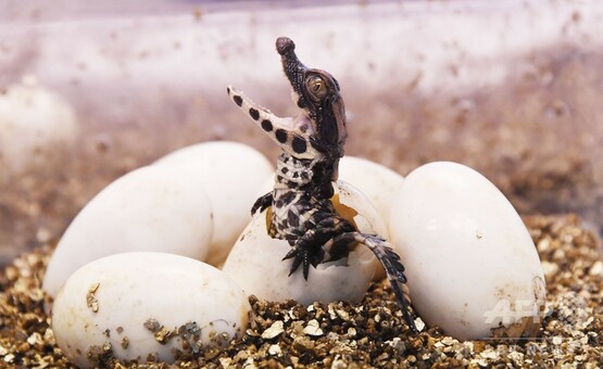 生まれたてもりりしい！ ニシアフリカコビトワニ20匹ふ化 仏動物園 写真11枚 国際ニュース：AFPBB News