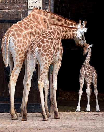 生後5日でも歩けます、英動物園のウガンダキリンの赤ちゃん