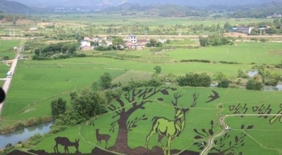 田んぼアートで村おこし、中国・柳州