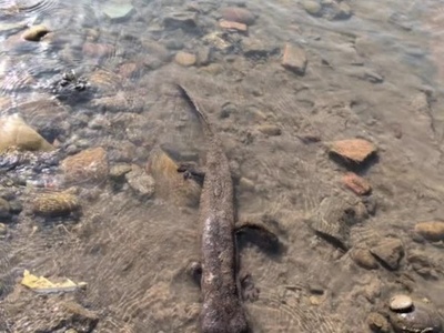 動画:中国長江で発見の「怪魚」、近絶滅種オオサンショウウオと判明