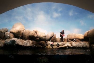 読める？ペンギンにバレンタインカード、来館者が手書き