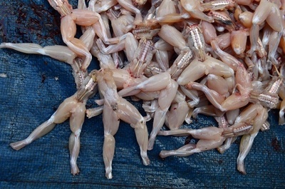 カエルの脚、「英国料理」の食材だった？遺跡で骨発見