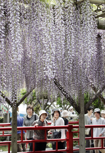 亀戸天神、「藤まつり」でにぎわう