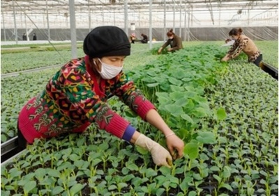 新疆で進む農村の貧困解消 広がる特産品まとめ買い支援やオンライン販売