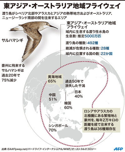豪州の渡り鳥、黄海周辺の開発で生息数減 研究